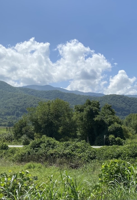 Carp jumping at Lake Barkley Dam.