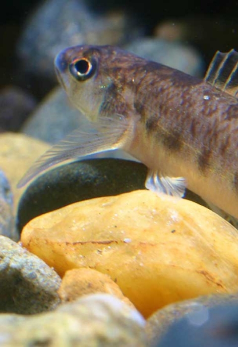 A small fish with a tan underbelly and brown markings.