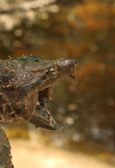 A large turtle with a sharp beak, holding its beak open.