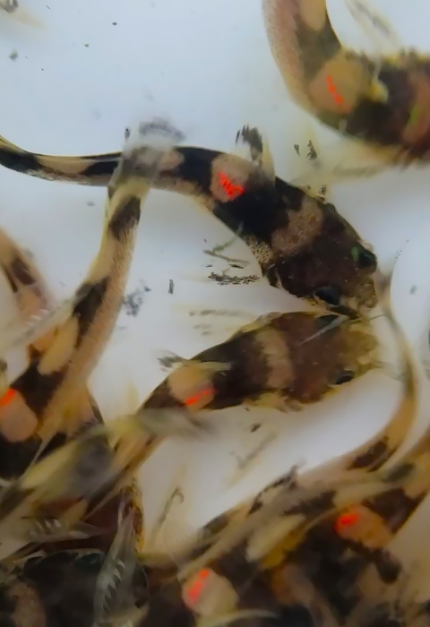 About a dozen small fish swimming with brown and cream lines and a bright orange spot.