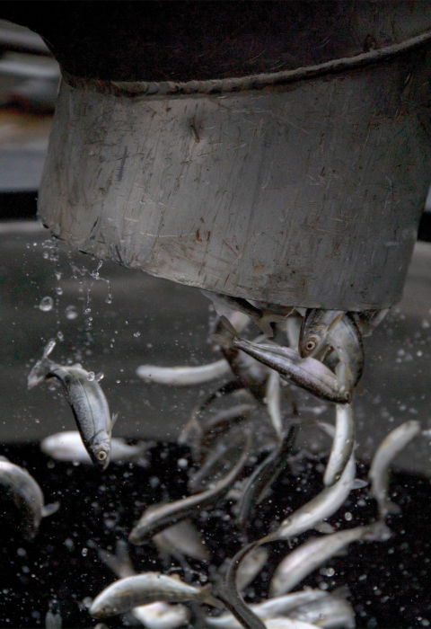 Juvenile fish fall out of a pipe into a large circular opening in a tank. 