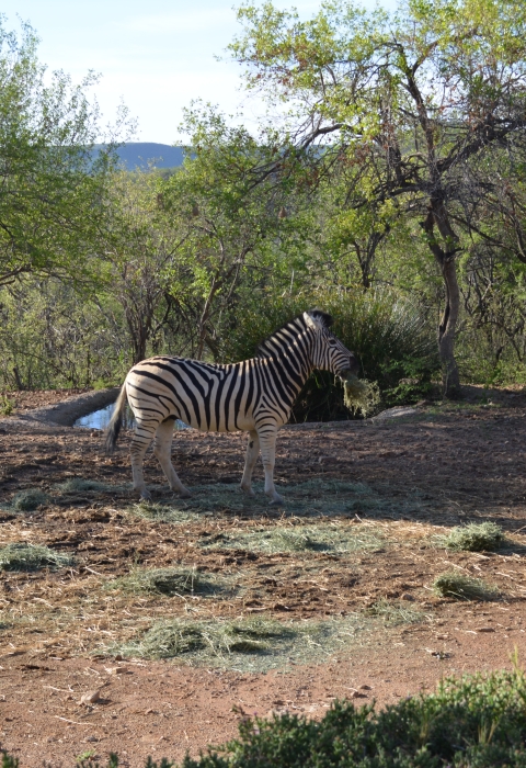 Zebra - South Africa 2019