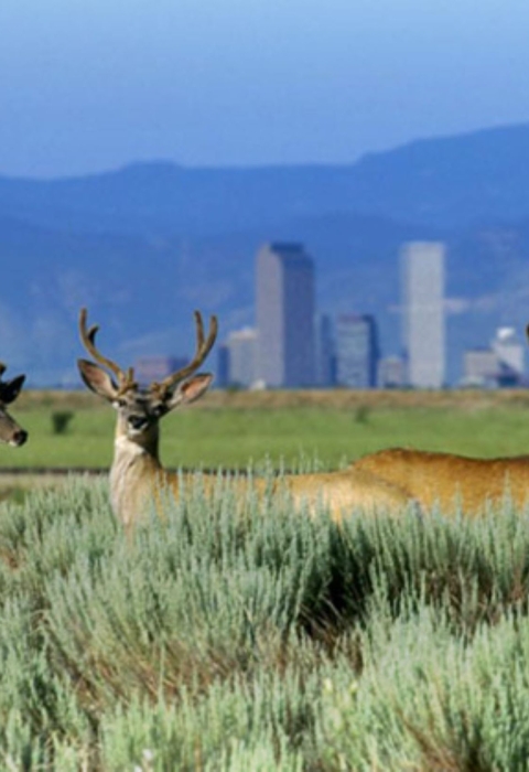 Three large animals with antlers stand in foreground, with city skyline behind them.