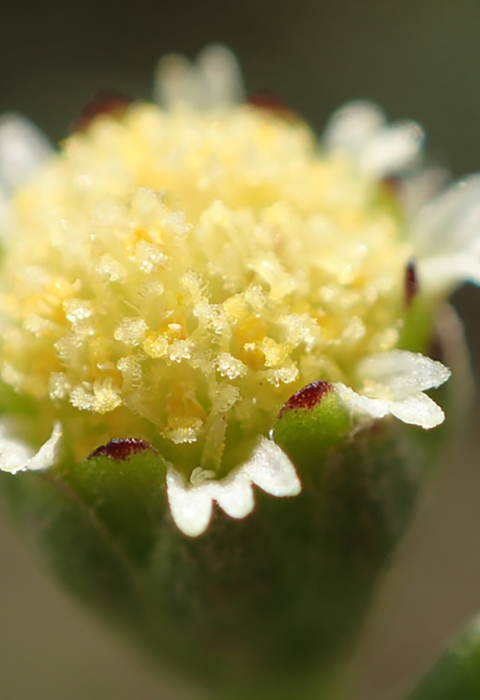 Close look at a small yellow flower. 