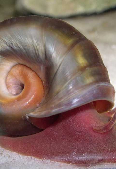 A pinkish red snail with a rounded shell like a rams horn