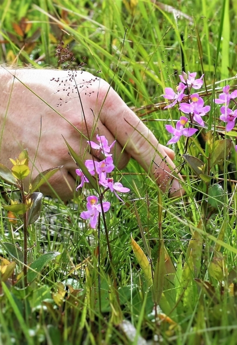 Multiflowered grass-pink orchid.