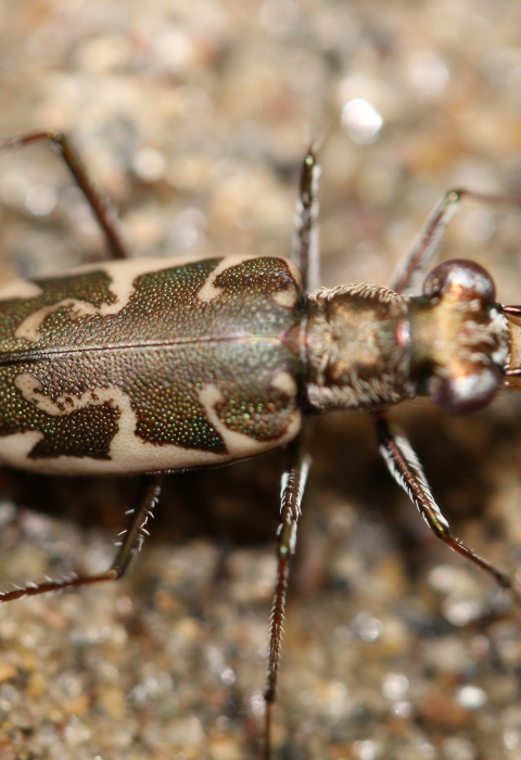 A brown and white Puritan tiger beetle rests on the sand