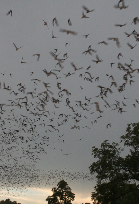 A large group of bats flying in a cloudy sky