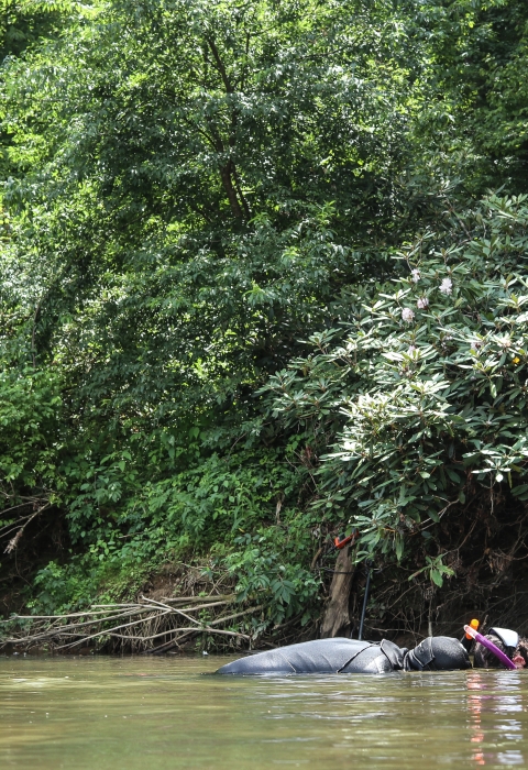 Two snorkelers swimming in a river with a brush-covered stream bank in the background
