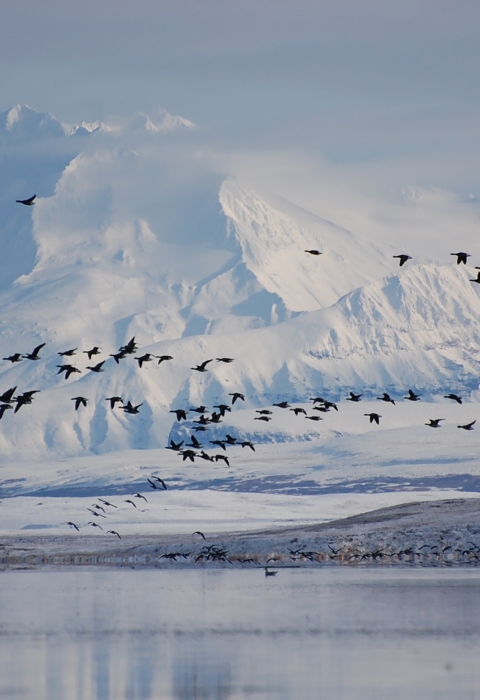 Birds flying in front of a snow-covered mountain