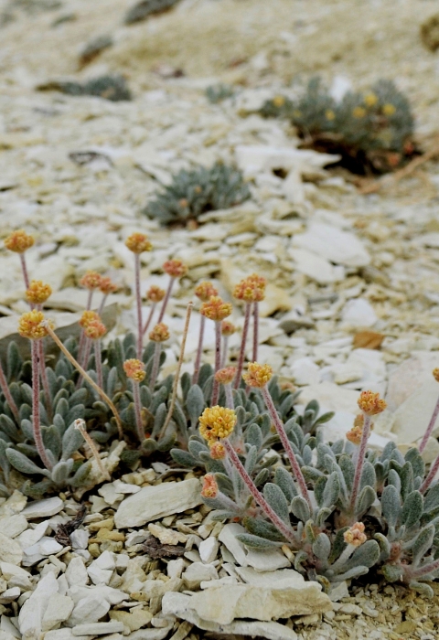 A low growing plant with yellow flowers on a hillside covered in greyish-white rock,