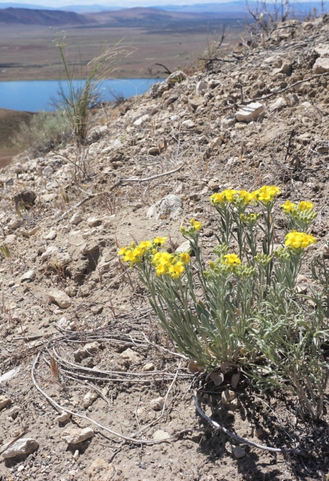Yellow flowers of White Bluffs bladderpod on a rocky outcropping above a river