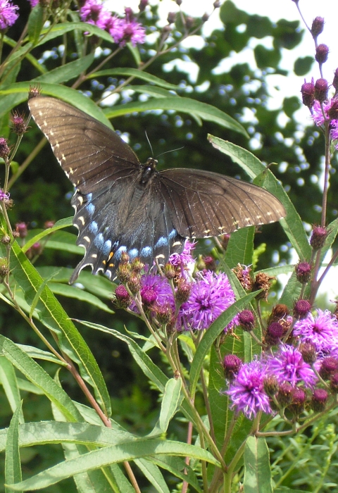 A black butterfly with iridescent blue perches on a spray of purple, pom-pom-shaped flowers
