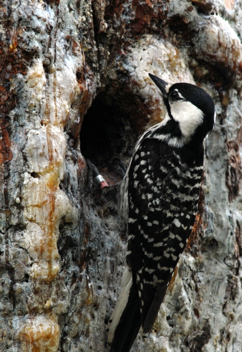A black and white woodpecker perched on a tree.