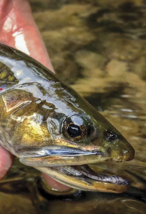 A hand holding a green, yellow and red fish.