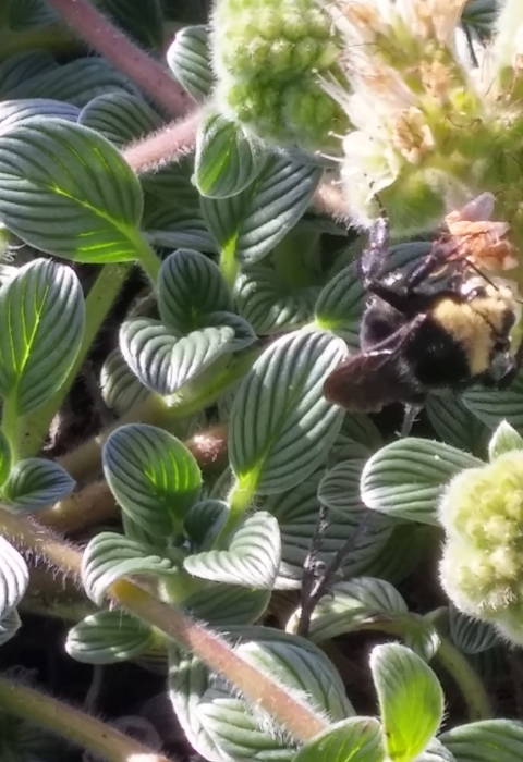 Bee nectaring on a sand dune phacelia plant
