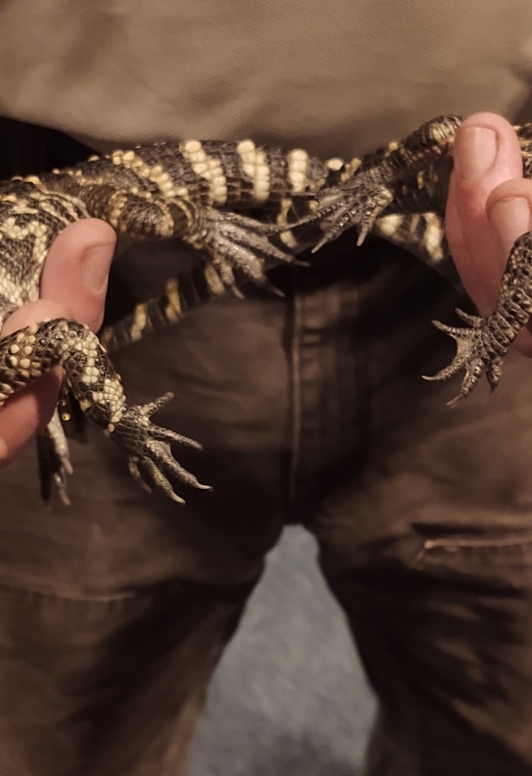 Edenton National Fish Hatchery staff member holding two young American alligators