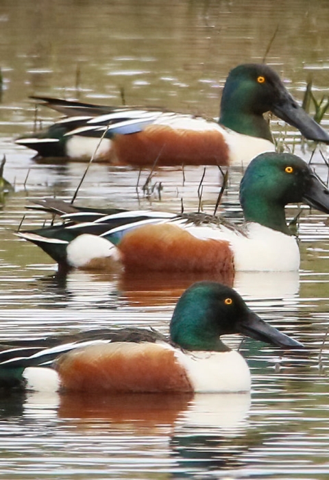 3 green-headed white, brown & black ducks lined up in water