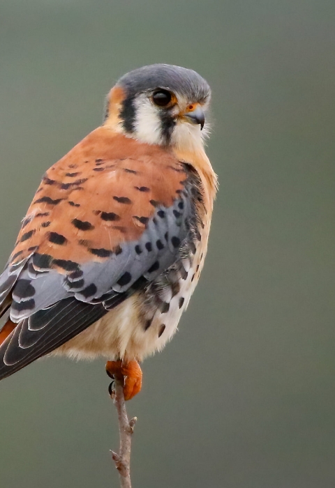 Grey, black and reddish-brown kestrel standing on the tip of a branch