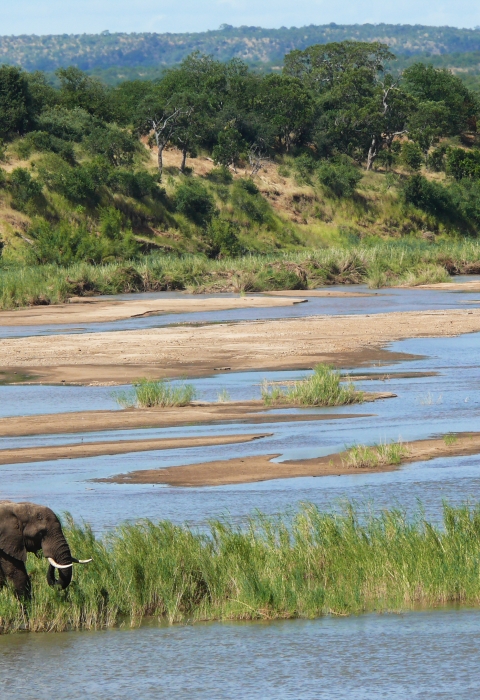 African elephant in wetland area, standing on grasses jutting into water