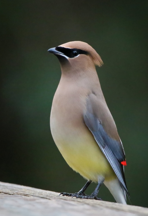 Brown, black and yellow bird stands on a fence
