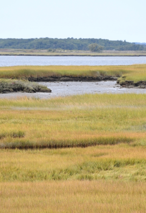 Great Blue Heron in salt marsh at Parker River NWR
