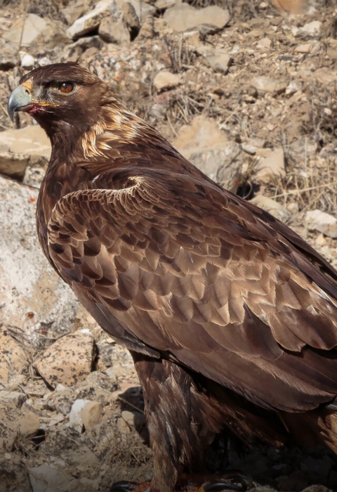A Golden eagle stands in front of rocks. 