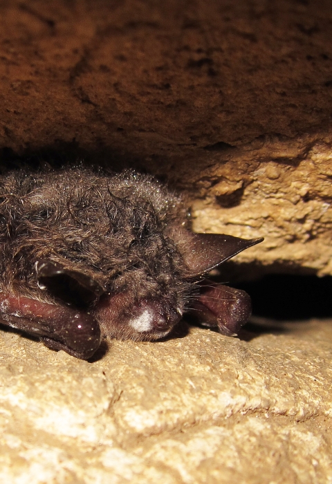 A bat with white fungus on its nose and wings rests on a rock ledge