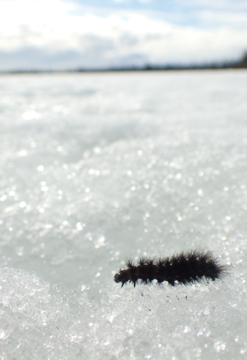caterpillar fuzzy and black walking across snow