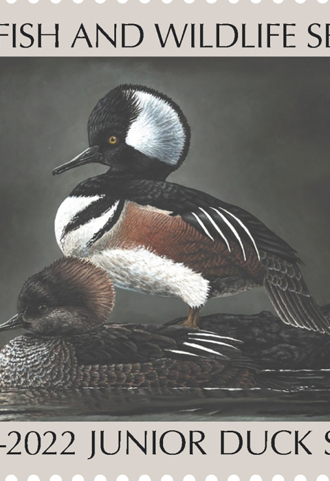 Junior Duck Stamp winner stamp of 2021-2022