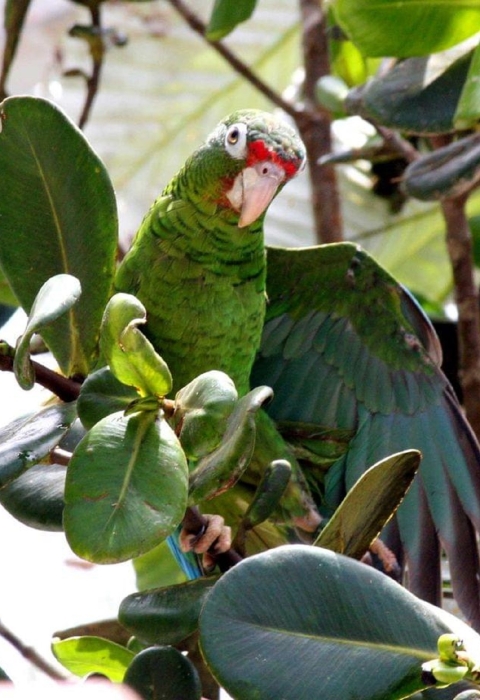 A bright green parrot with red markings around its beak spreads its wings.