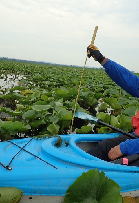 Refuge staff in kayak surrounded by vegetation working on black tern surveys