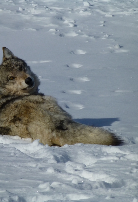 A gray wolf in the snow