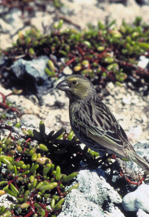 A Laysan finch on rocks and spots of green vegetation around. 