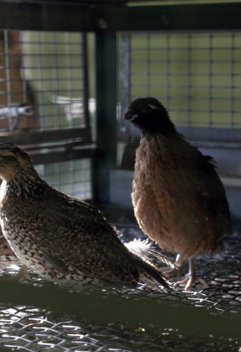 Three Masked Bobwhite in a cage