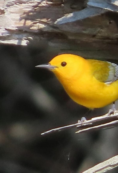 Bright yellow bird perched at entrance to a dead tree hollow