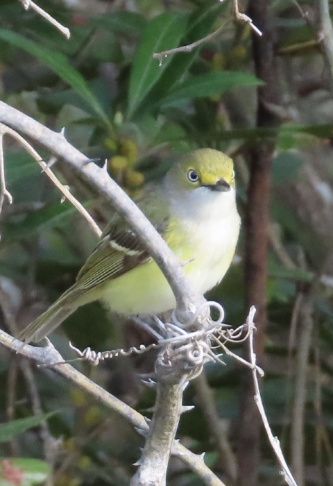 small, yellow, white & black bird perched on a tree branch