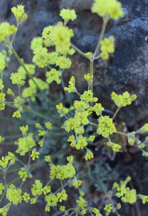 bright yellow flowers
