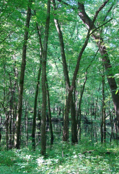 Full forest full of green trees with green plants on the ground.