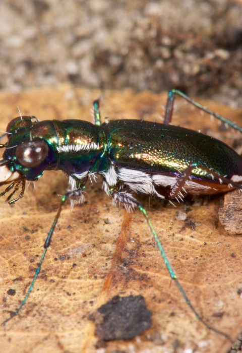 An iridescent insect with many small hairs on its belly standing on leaf litter and sandy soil.