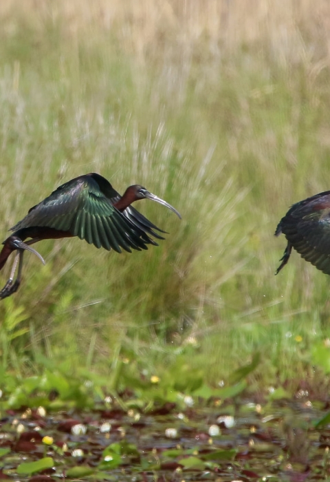 3 green, teal, brown glossy ibia fly just above grassy ground