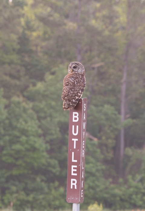 Brown barred owl perched atop a brown/white refuge roadside