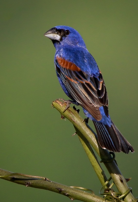 Blue, black & brown bird perched on a branch