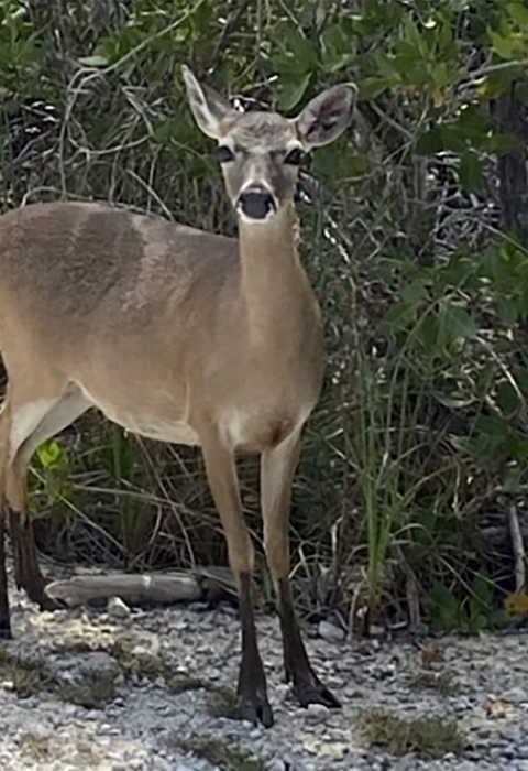 Deer at edge of road with vegetation in the background.