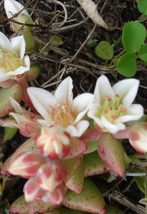 A plant with white and pink flowers