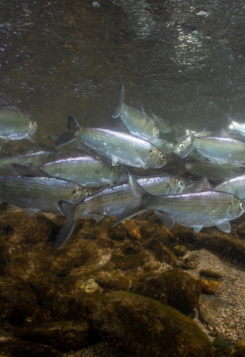 a small school of silver fish swim underwater