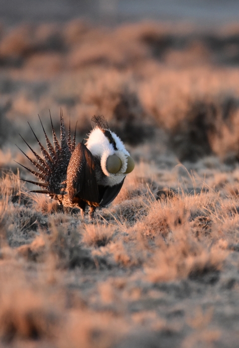  brown bird with white and brown feathers and expanded yellow air sacs on its chest stands in a grassy area. 