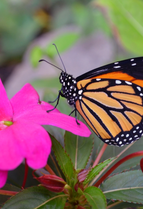 Monarch butterfly on a bright magenta flower with a flower bud in the foreground