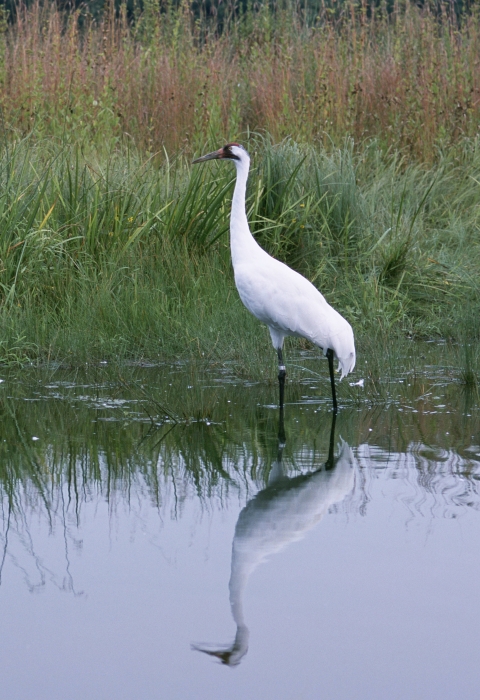 whooping crane in water