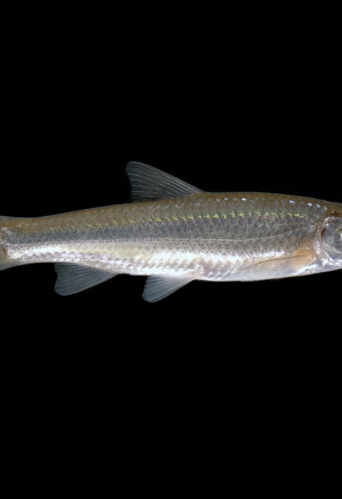 a silver fish on a black background